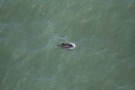 Missing Picture